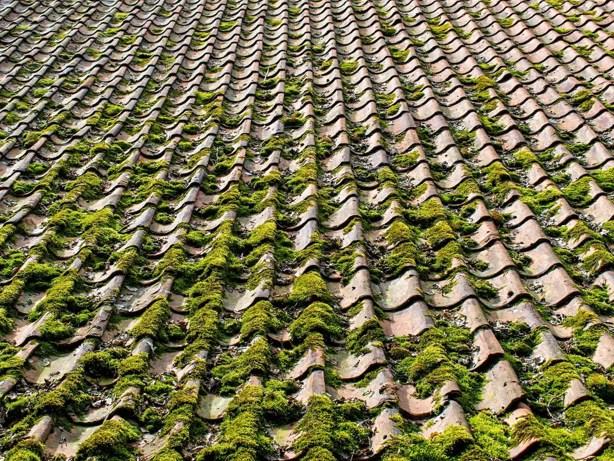 Clay tiled roof covered with moss