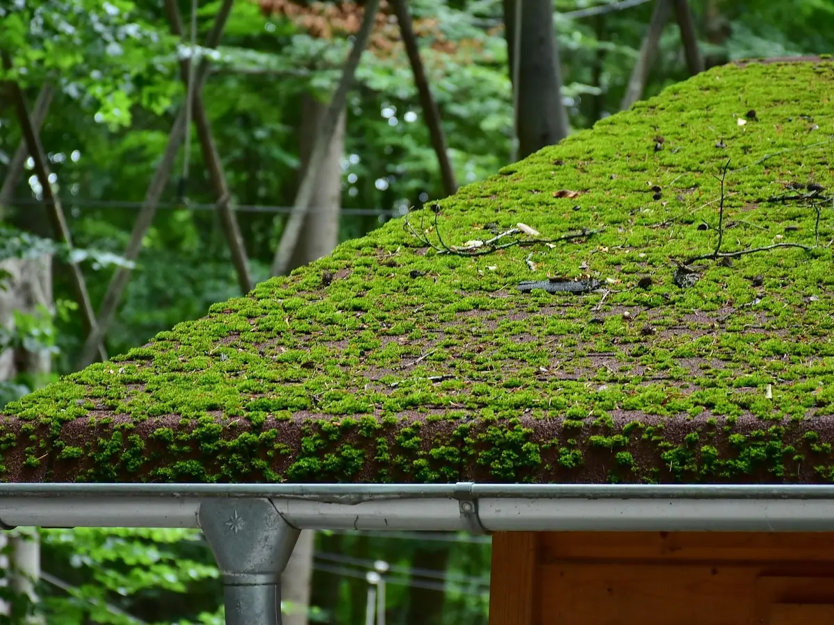 Roof thickly covered in moss