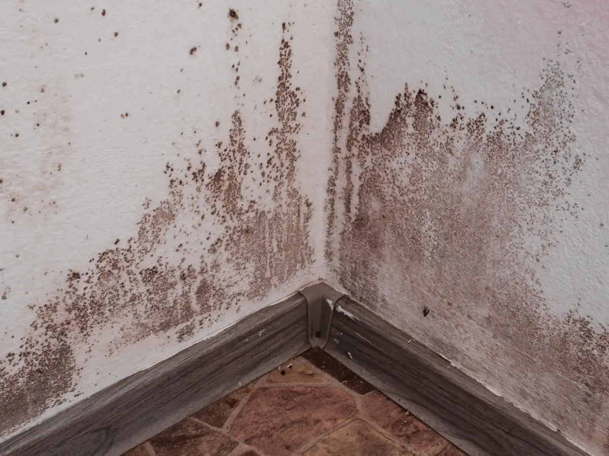 Rising damp staining on an internal wall