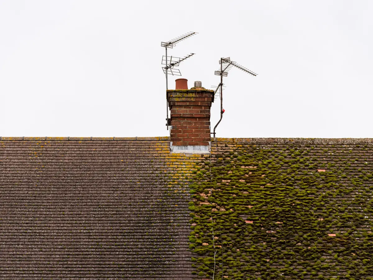 Moss covering a tiled roof around the chimney