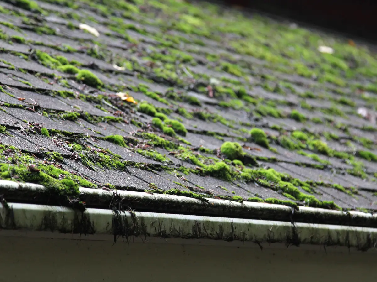 Moss growing on roof tiles above the gutter